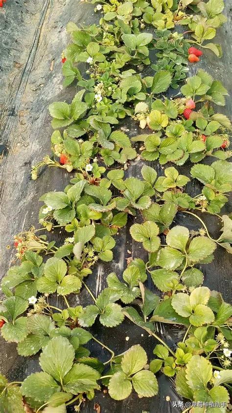 陽台蜘蛛網|紅蜘蛛的防治方法及什麼植物容易被紅蜘蛛侵襲呢？